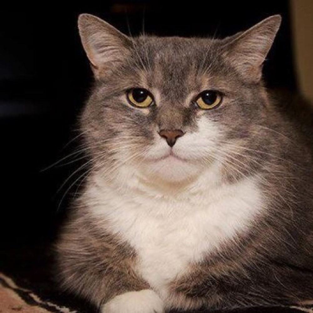 Meet your Posher, Diego